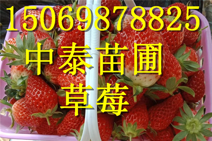 广西崇左红颜草莓苗如何挑选