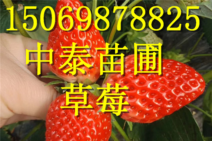 新疆巴音郭楞露天草莓苗哪里