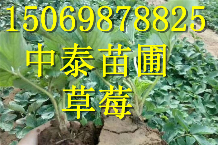 新疆吐鲁番奶油草莓苗不二之选