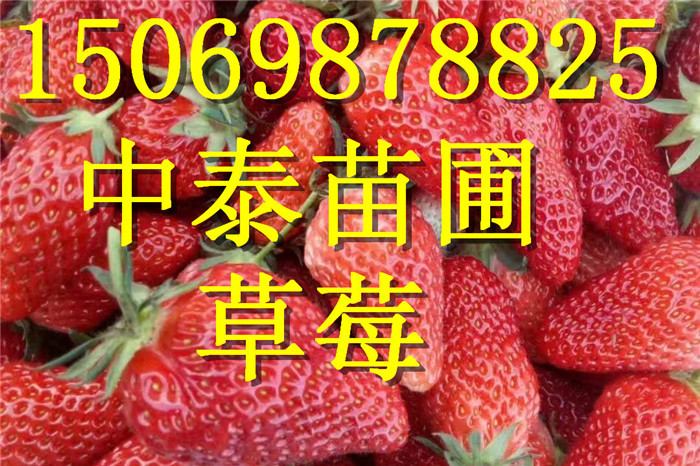 四川泸州章姬草莓苗种植基地