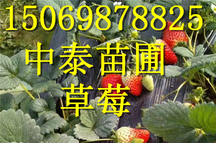 贵州黔东南露天草莓苗经销商