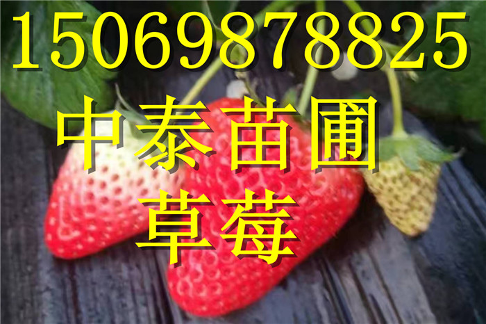 河北廊坊露天草莓苗行情
