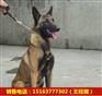 南平有卖马犬的吗猛犬养殖基地