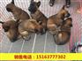 自贡马犬价格猛犬养殖基地
