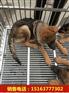 阳江哪里有出售马犬的猛犬养殖基地