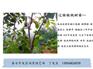 鲁果六号核桃苗零售价格；全国保邮