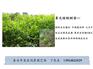 核桃树批发价格；全国保邮