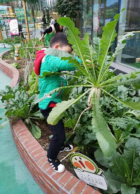 建设四川私家花园尚鼎丰农场省时省心