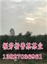 新会小青柑代加工_新会小青柑哪里的好_御