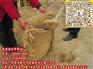 草包价格表