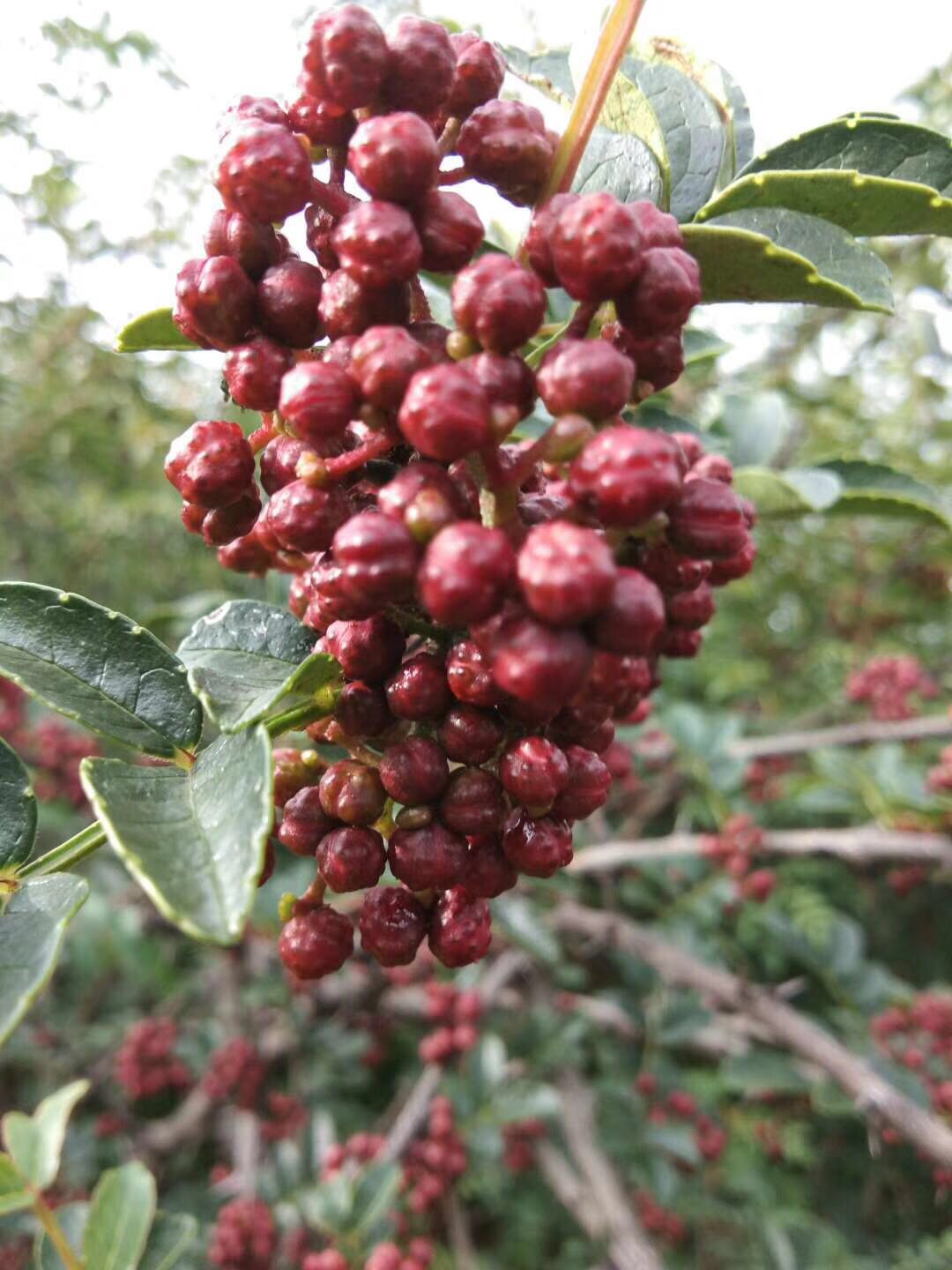 嫁接藤椒苗，良种藤椒苗，无刺藤椒苗，优质藤椒苗