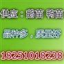 哪里鹅苗品种好 哪里鹅苗价格便宜