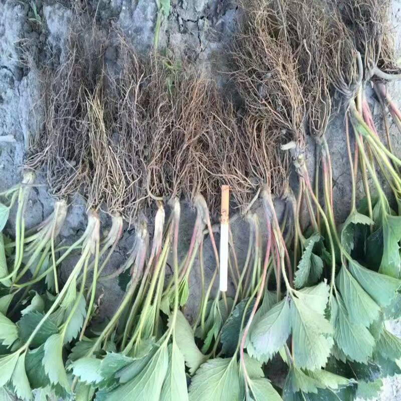 黄石书香草莓苗哪里便宜