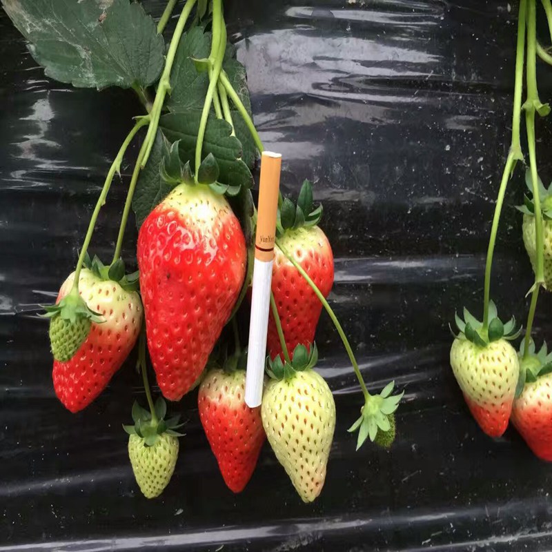 黄南四叶一芯草莓苗当年挂果  四叶一芯草莓苗价格  四叶一芯草莓苗基地  四叶一芯草莓苗图片