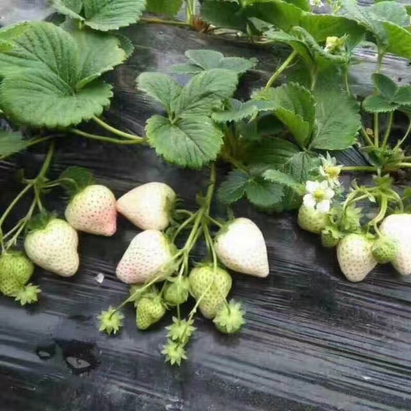 新余菠萝莓草莓苗哪家好