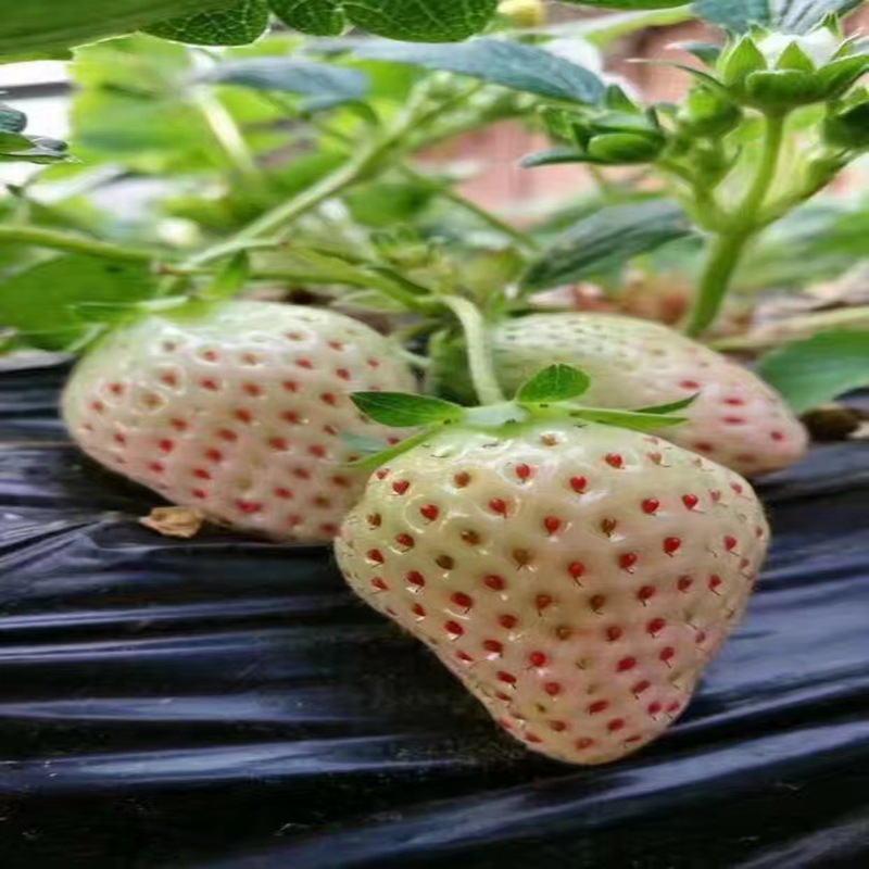 文山菠萝莓草莓苗哪里好