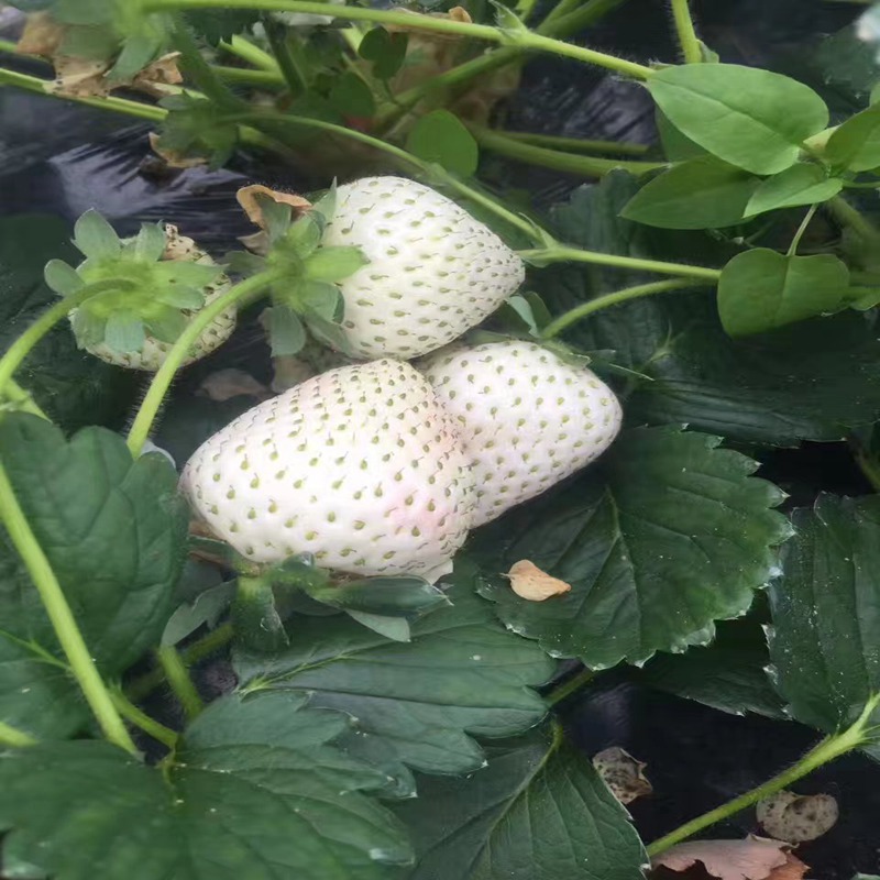 六安白雪公主草莓苗厂家批发