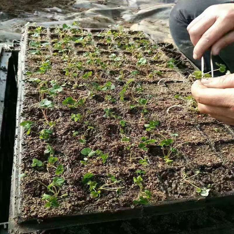 新余菠萝莓草莓苗哪家好  菠萝莓草莓苗价格  菠萝莓草莓苗基地  菠萝莓草莓苗图片