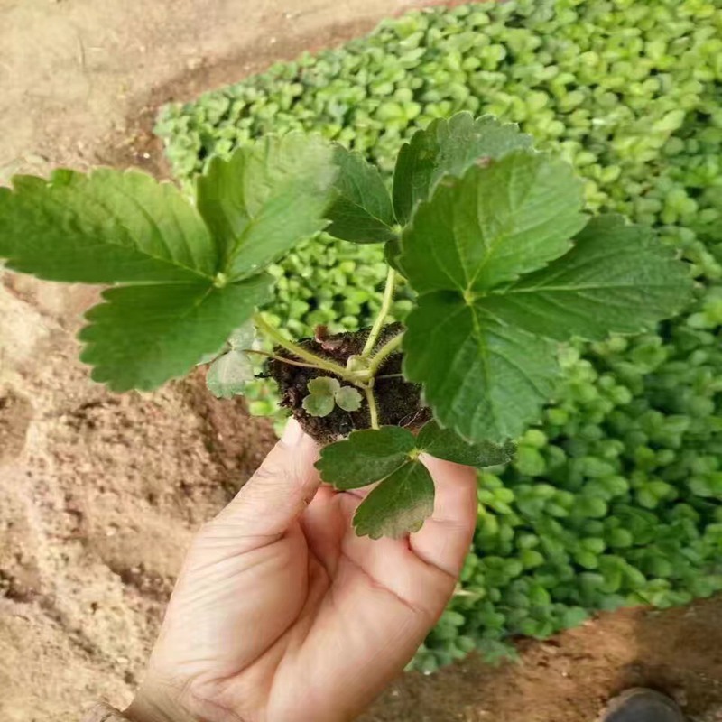 新余菠萝莓草莓苗哪家好