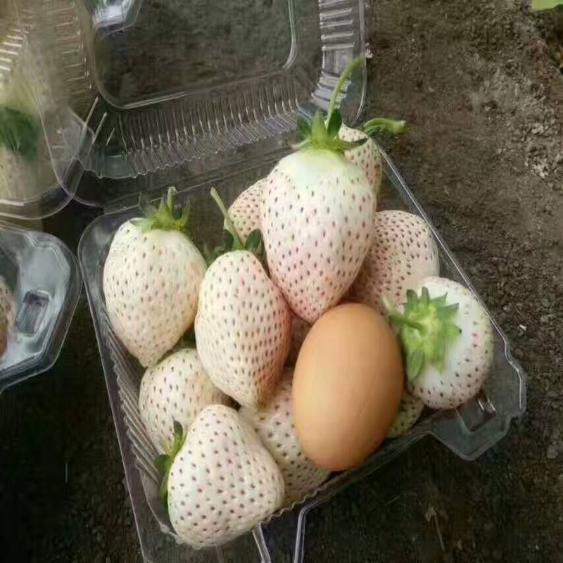 文山菠萝莓草莓苗哪里好  菠萝莓草莓苗价格  菠萝莓草莓苗基地  菠萝莓草莓苗图片