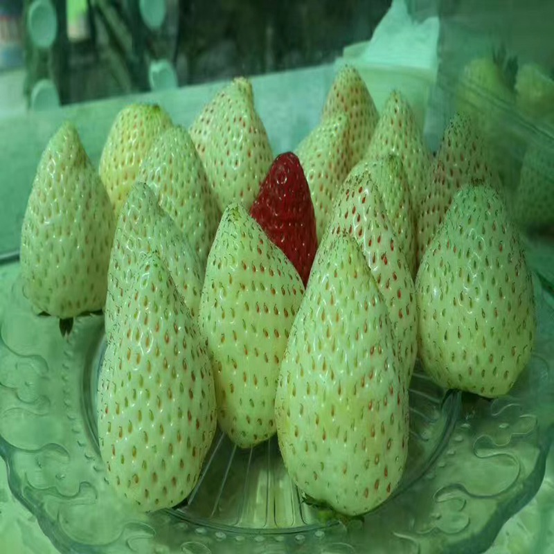 遂宁圣诞红草莓苗价格一览表