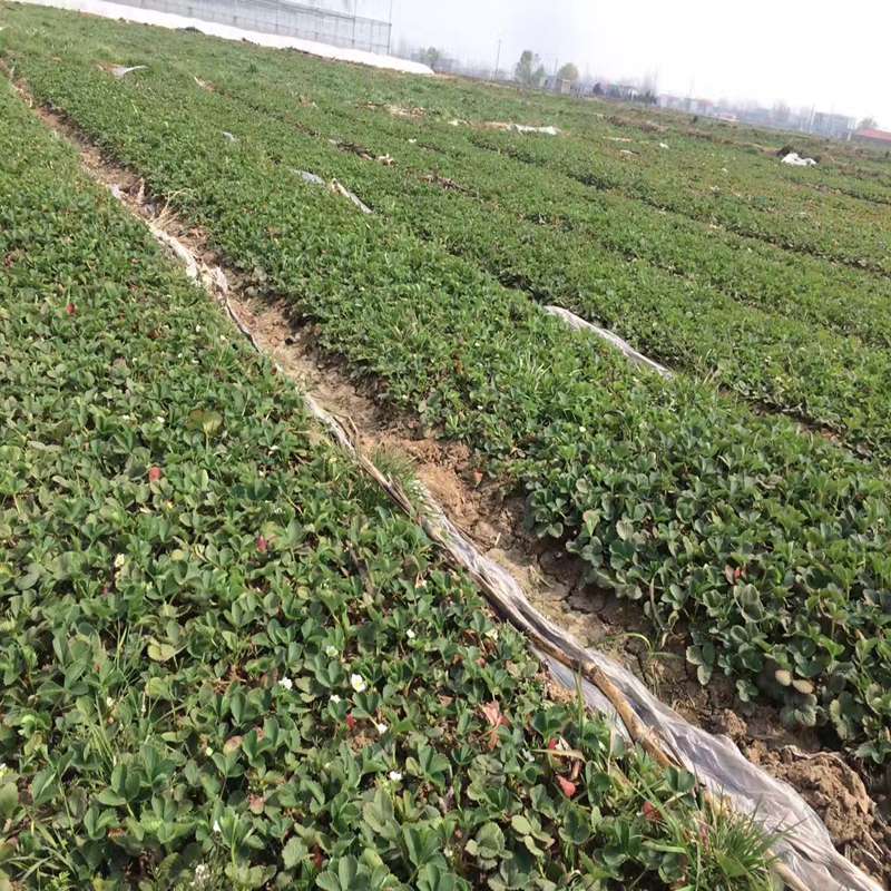 文山菠萝莓草莓苗哪里好  菠萝莓草莓苗价格  菠萝莓草莓苗基地  菠萝莓草莓苗图片