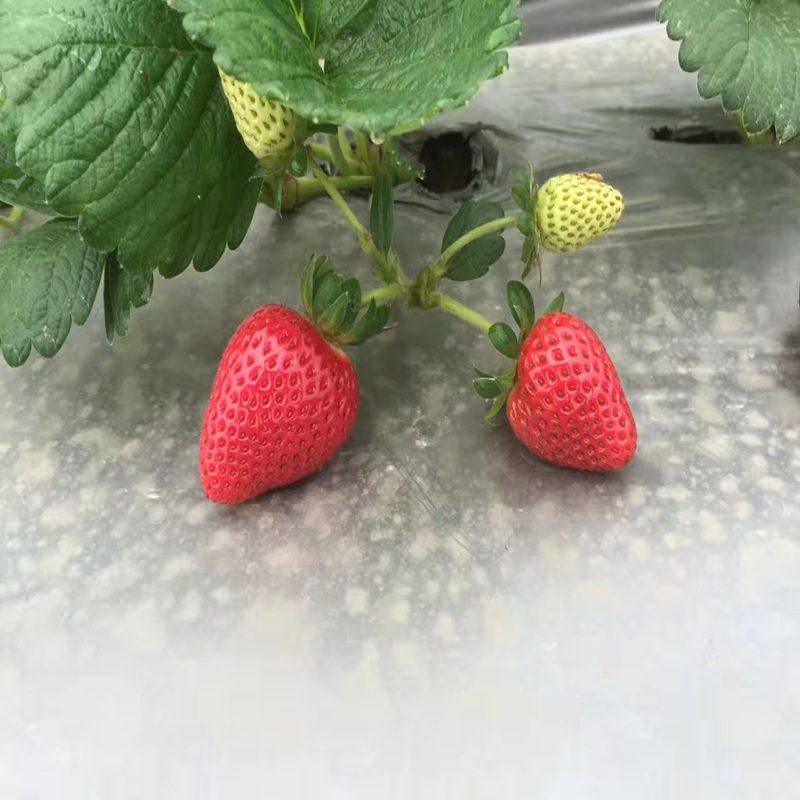 荆州圣诞红草莓苗新品种