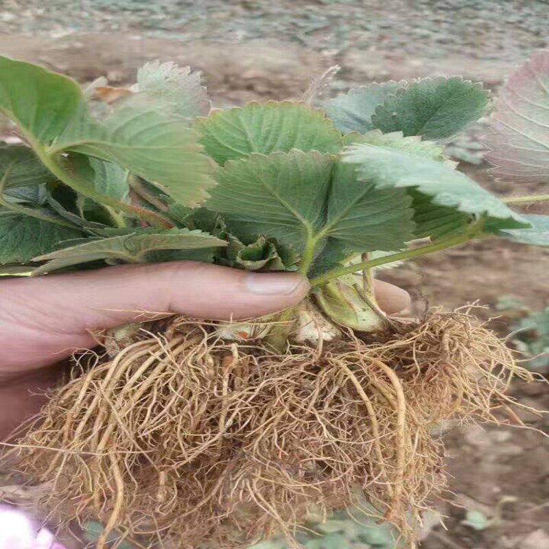 驻马店颊丰草莓苗批发商