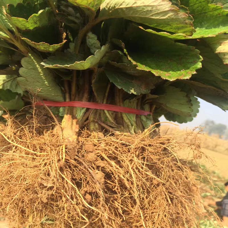 滁州高产草莓苗培育基地