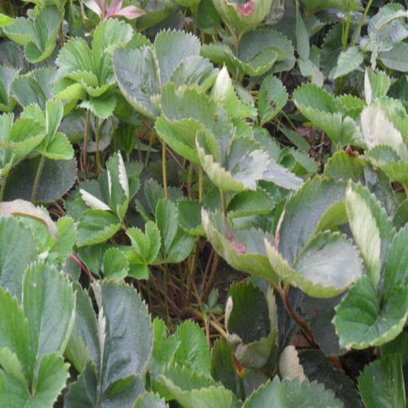 平凉粉红公主草莓苗经销商  粉红公主草莓苗价格  粉红公主草莓苗基地  粉红公主草莓苗图片