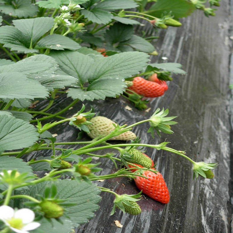 唐山粉红公主草莓苗市场价格  粉红公主草莓苗价格  粉红公主草莓苗基地  粉红公主草莓苗图片