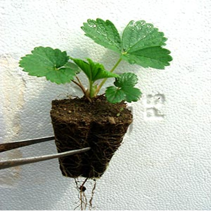 六安京怡香草莓苗亩产量  京怡香草莓苗价格  京怡香草莓苗基地  京怡香草莓苗图片