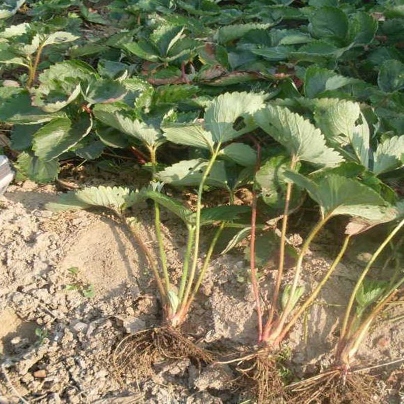 庆阳阿玛奥草莓苗现货供应  阿玛奥草莓苗价格  阿玛奥草莓苗基地  阿玛奥草莓苗图片