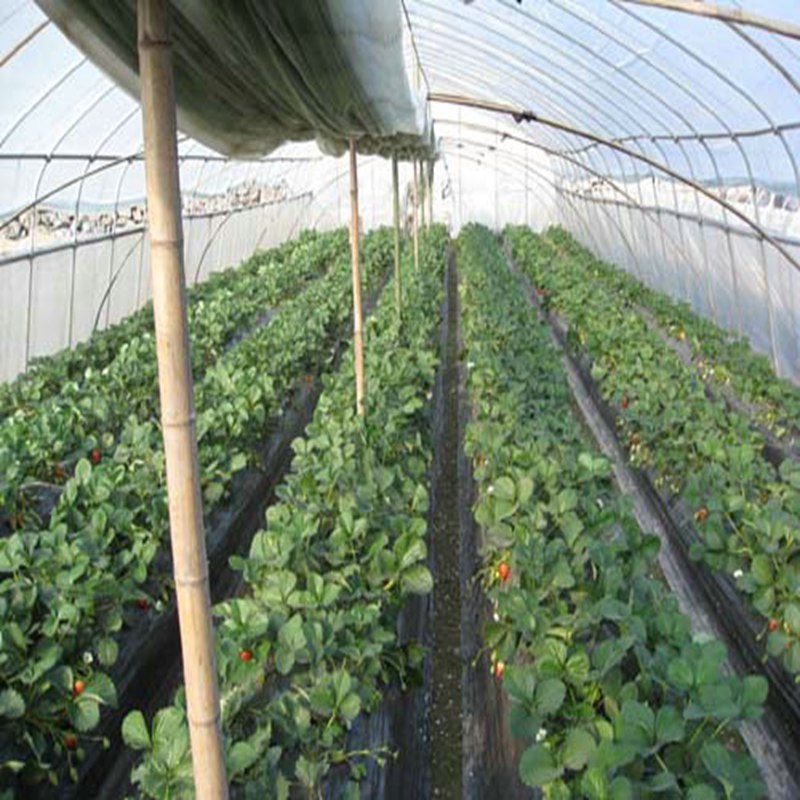 武汉京怡香草莓苗供应  京怡香草莓苗价格  京怡香草莓苗基地  京怡香草莓苗图片