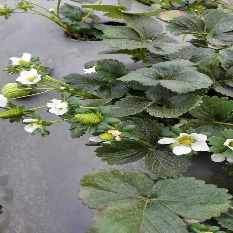 六安京怡香草莓苗亩产量  京怡香草莓苗价格  京怡香草莓苗基地  京怡香草莓苗图片