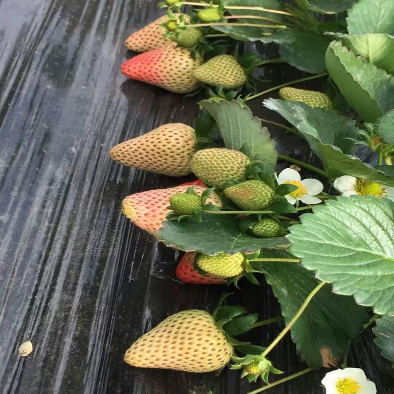 庆阳阿玛奥草莓苗现货供应