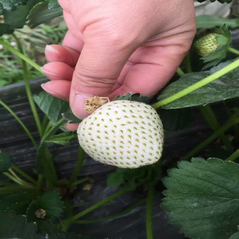 庆阳阿玛奥草莓苗现货供应