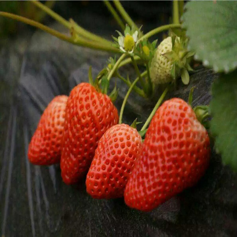 鸡西越心草莓苗当年挂果  越心草莓苗价格  越心草莓苗基地  越心草莓苗图片