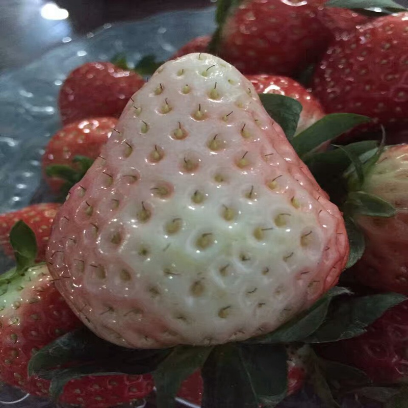 温州章姬草莓苗放心省心
