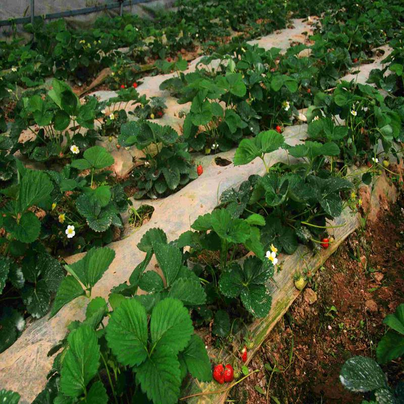 三门峡京留香草莓苗价格一览表  京留香草莓苗基地  京留香草莓苗图片