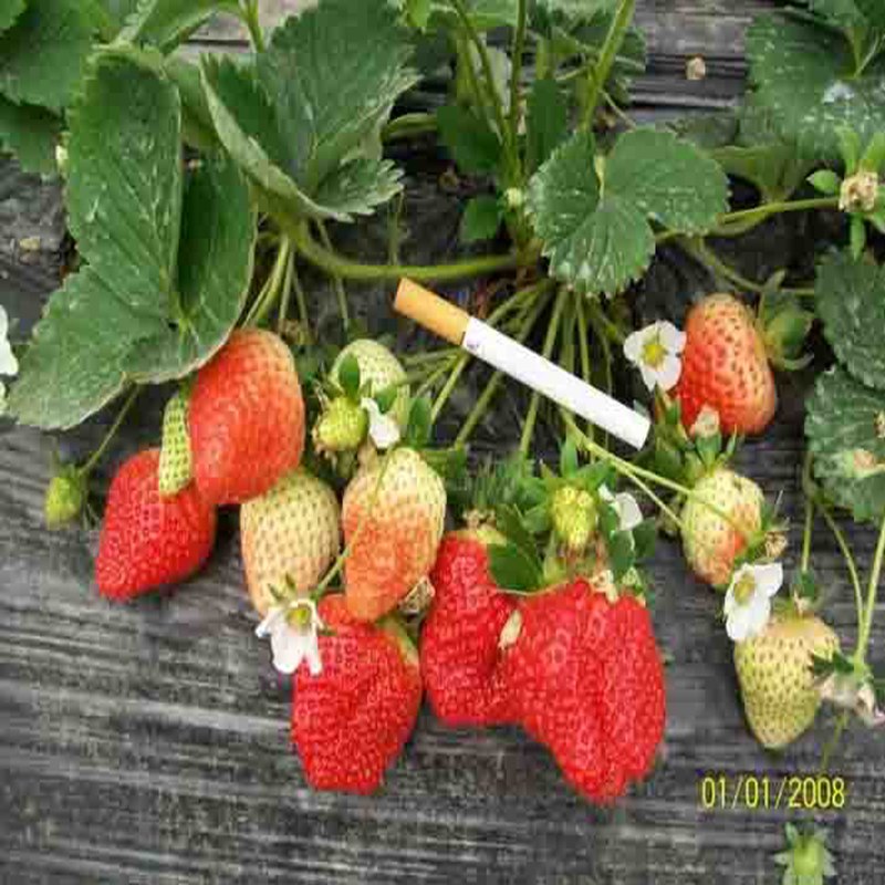 四平越丽草莓苗订苗热线  越丽草莓苗价格  越丽草莓苗基地  越丽草莓苗图片