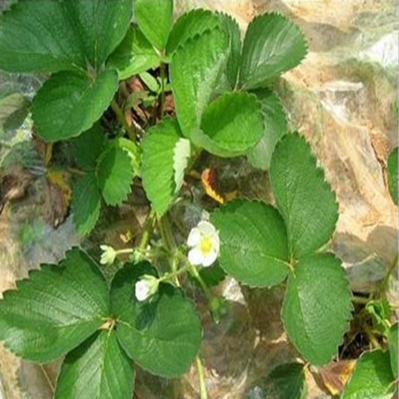 滁州高产草莓苗培育基地