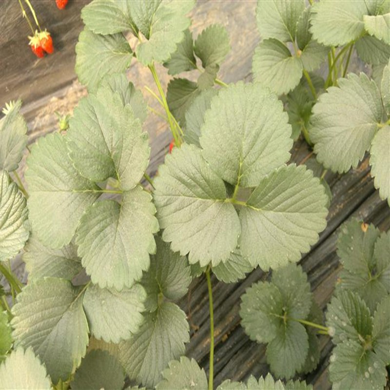 揭阳四季草莓苗风味浓甜
