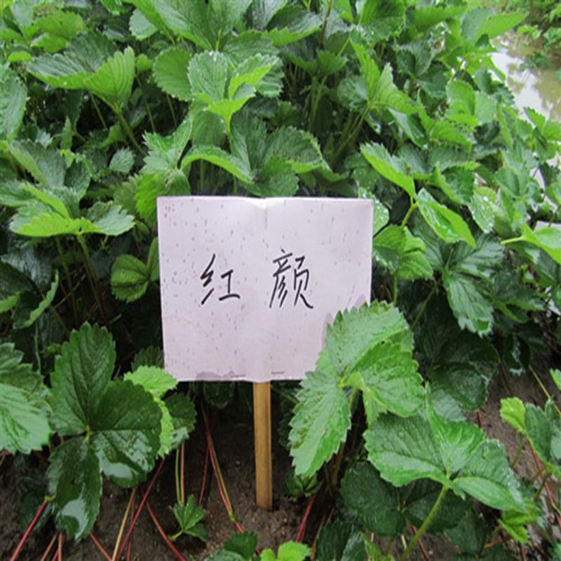 温州章姬草莓苗放心省心  章姬草莓苗价格  章姬草莓苗基地  章姬草莓苗图片