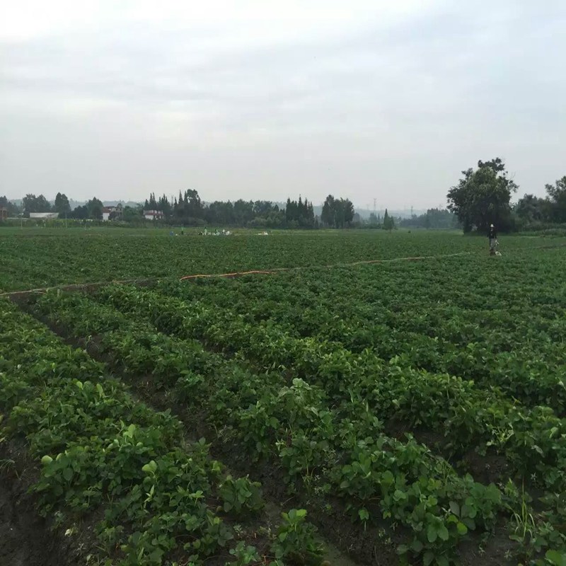 淄博易成活草莓苗的价格  易成活草莓苗价格  易成活草莓苗基地  易成活草莓苗图片