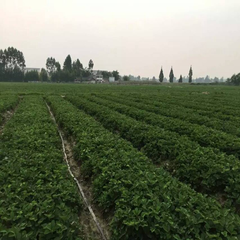 阜新京留香草莓苗市场价格