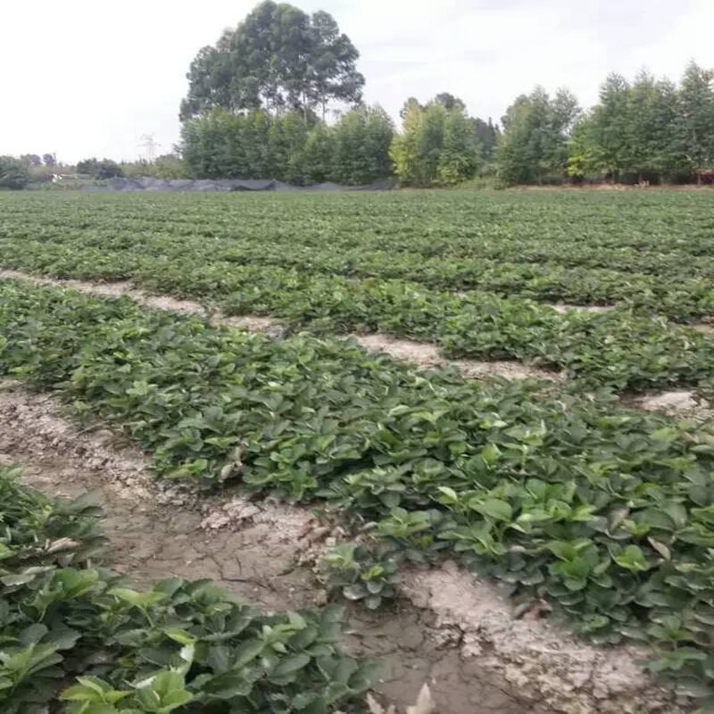 济宁穴盘草莓苗培育要求