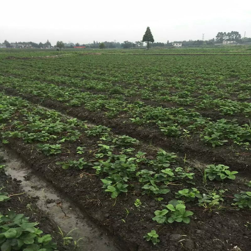 安阳甜查理草莓苗批发价  甜查理草莓苗价格  甜查理草莓苗基地  甜查理草莓苗图片