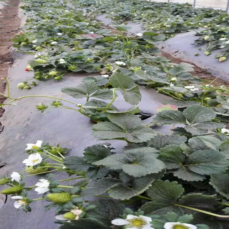 新余菠萝莓草莓苗哪家好