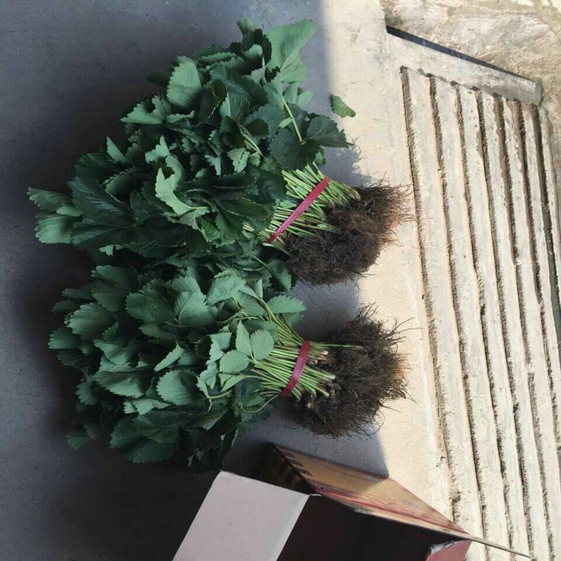 庆阳阿玛奥草莓苗现货供应  阿玛奥草莓苗价格  阿玛奥草莓苗基地  阿玛奥草莓苗图片
